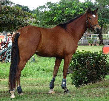 Ranch Jack - Centre Equestre aux Trois Ilets / Martinique