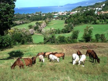 Ranch Jack - Centre Equestre aux Trois Ilets / Martinique