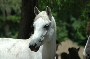 Ranch Jack - Centre Equestre aux Trois Ilets / Martinique