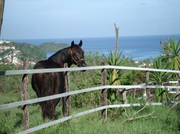 Ranch Jack - Centre Equestre aux Trois Ilets / Martinique