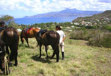 Ranch Jack - Centre Equestre aux Trois Ilets / Martinique