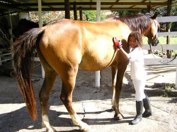 Ranch Jack - Centre Equestre aux Trois Ilets / Martinique