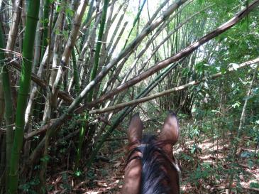 Ranch Jack - Centre Equestre aux Trois Ilets / Martinique