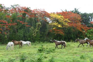 Ranch Jack - Centre Equestre aux Trois Ilets / Martinique