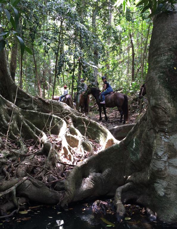 Ranch Jack - Centre Equestre aux Trois Ilets / Martinique