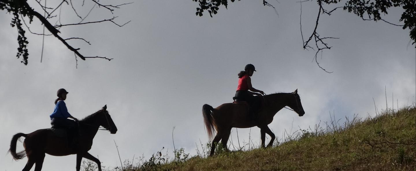 Ranch Jack - Centre Equestre aux Trois Ilets / Martinique