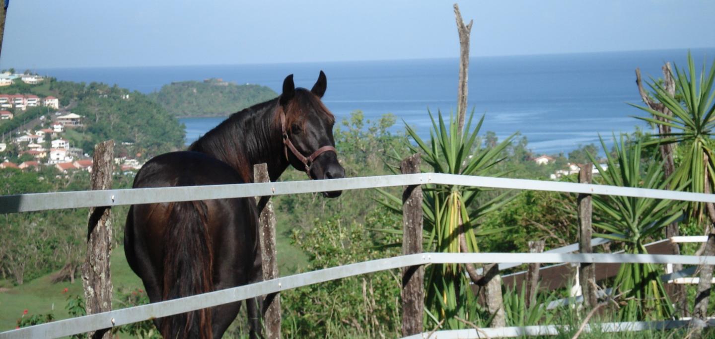 RESERVEZ VOTRE BALADE DANS LA NATURE MARTINIQUAISE AVEC DES CHEVAUX CREOLES