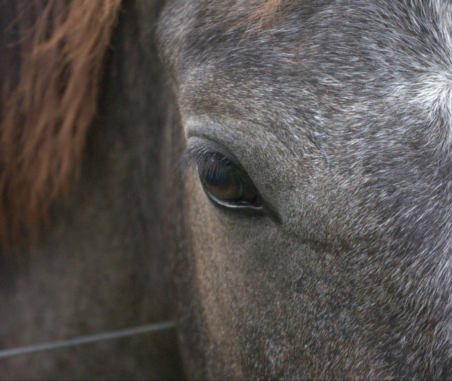 Ranch Jack - Centre Equestre aux Trois Ilets / Martinique