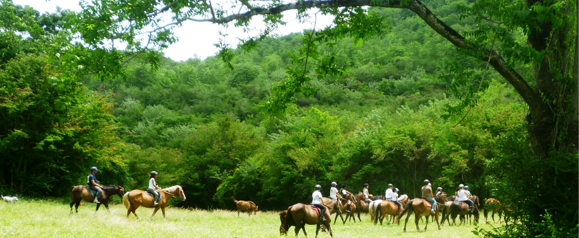Ranch Jack - Centre Equestre aux Trois Ilets / Martinique