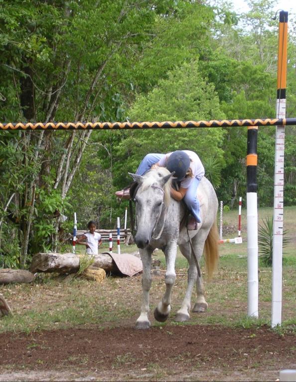 Ranch Jack - Centre Equestre aux Trois Ilets / Martinique