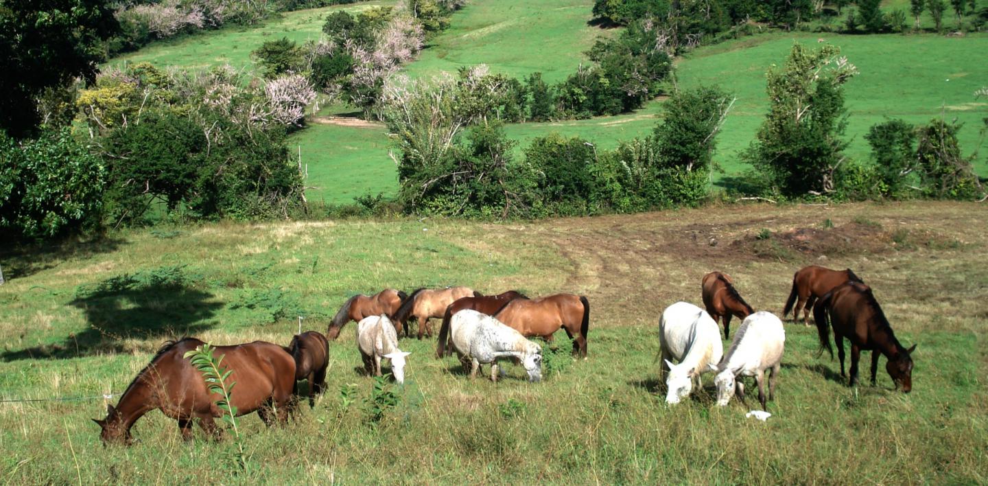 LA CAVALERIE ET SON MODE DE VIE