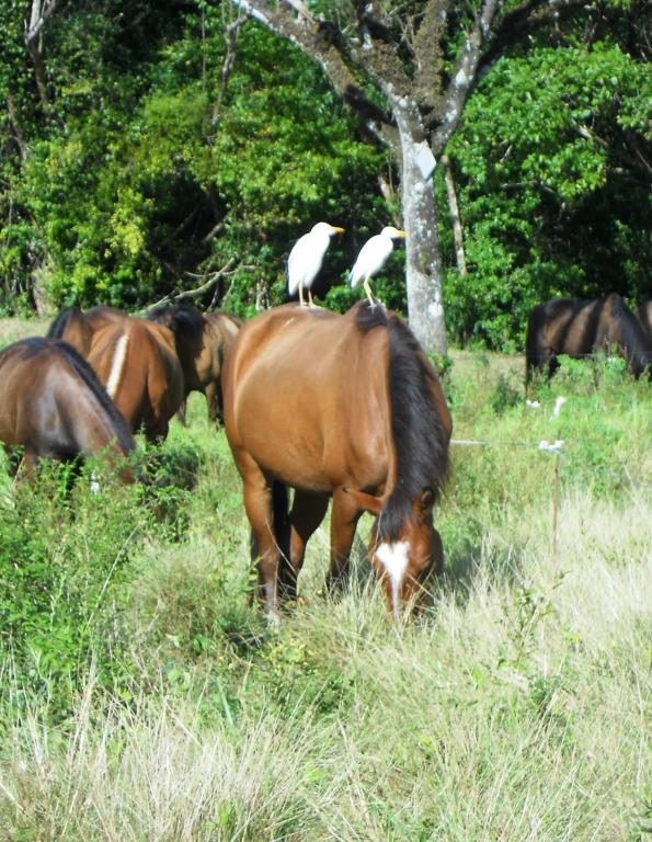 Ranch Jack - Centre Equestre aux Trois Ilets / Martinique