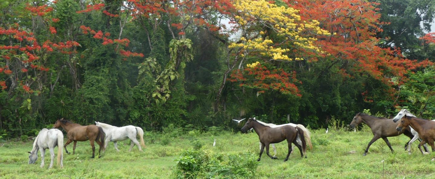 Ranch Jack - Centre Equestre aux Trois Ilets / Martinique