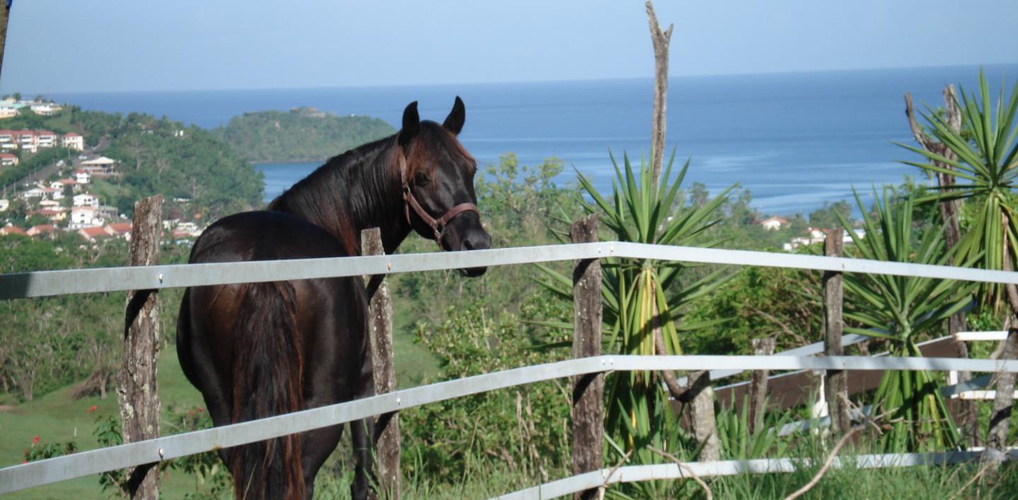 LE CHEVAL CRÉOLE