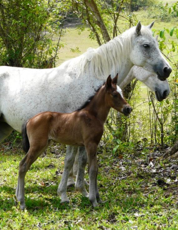 Ranch Jack - Centre Equestre aux Trois Ilets / Martinique