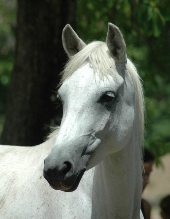 Ranch Jack - Centre Equestre aux Trois Ilets / Martinique
