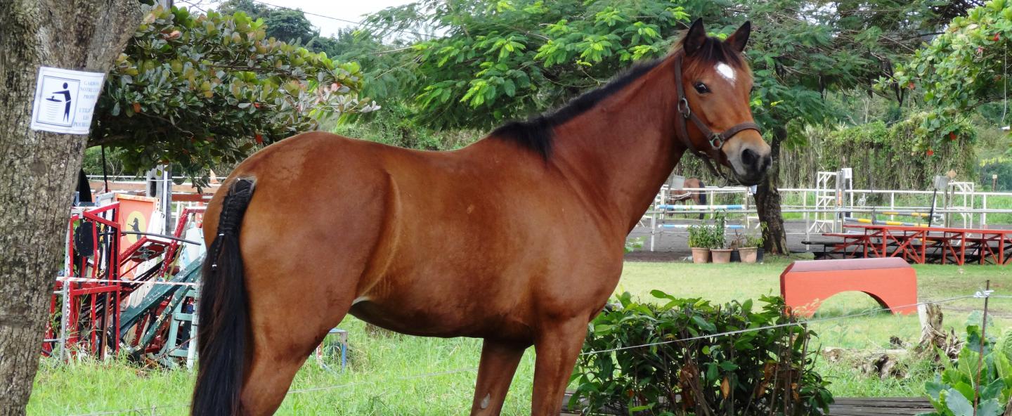 Ranch Jack - Centre Equestre aux Trois Ilets / Martinique