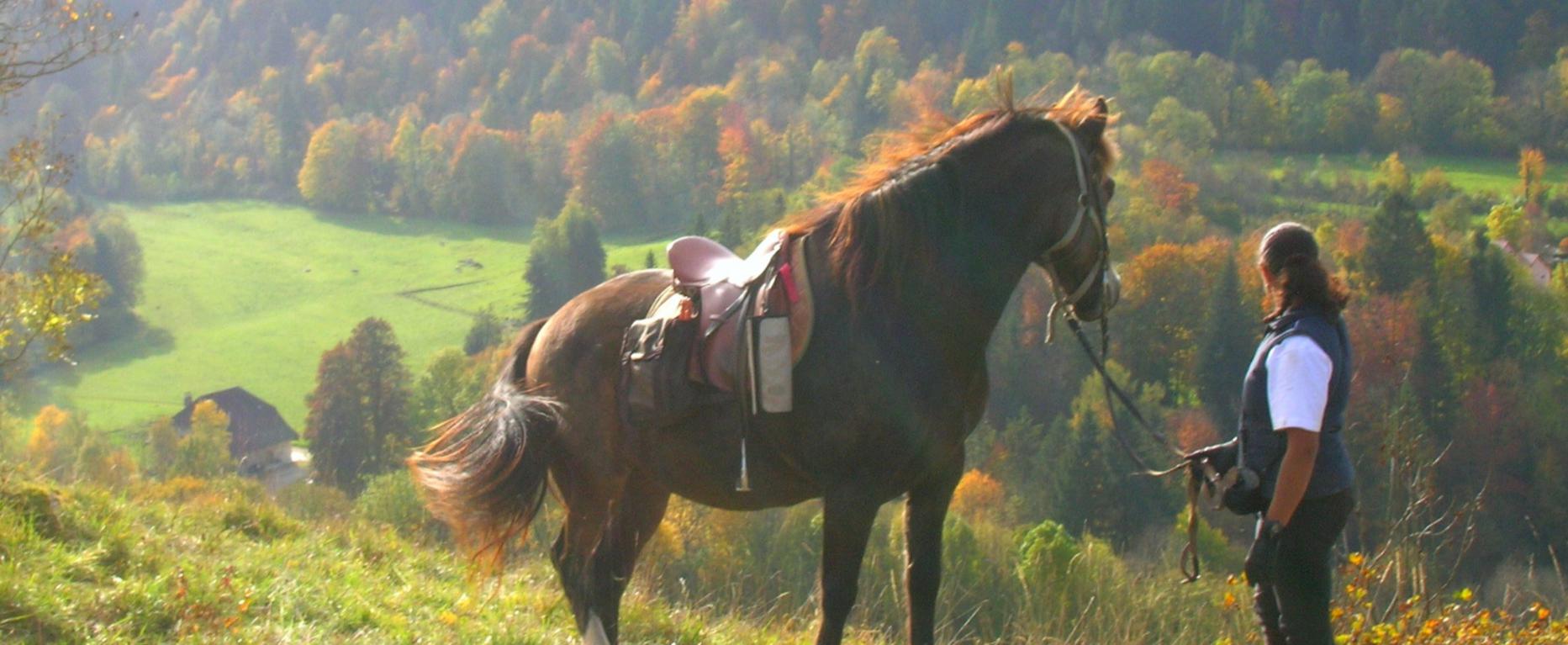 Ranch Jack - Centre Equestre aux Trois Ilets / Martinique