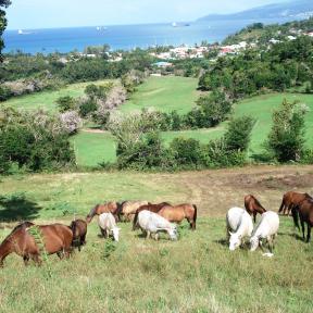 Ranch Jack - Centre Equestre aux Trois Ilets / Martinique