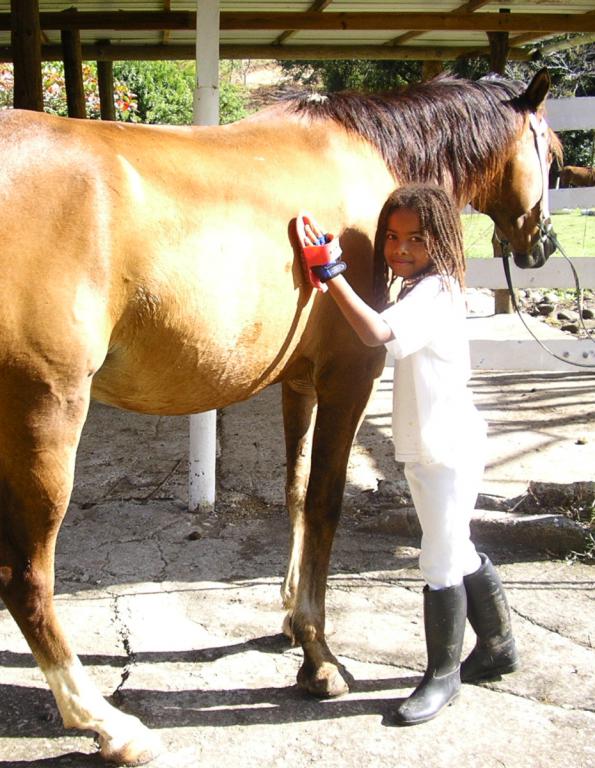 Ranch Jack - Centre Equestre aux Trois Ilets / Martinique