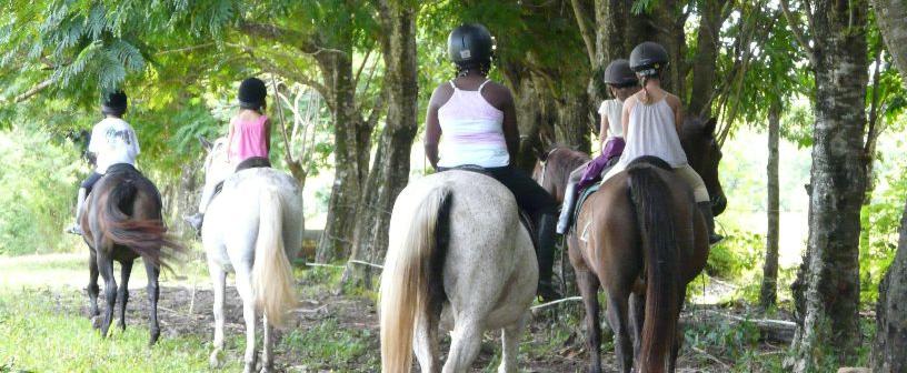 Ranch Jack - Centre Equestre aux Trois Ilets / Martinique