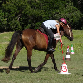 Ranch Jack - Centre Equestre aux Trois Ilets / Martinique